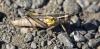 Melanoplus bivittatus